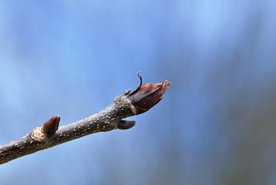 Carya ovata - ořešák vejcový - zimní pupeny